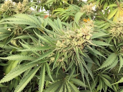 12K marijuana plants, 3K pounds of pot seized in Oregon | iNFOnews.ca 12K marijuana plants, 3K pounds of pot seized in Oregon | iNFOnews.ca