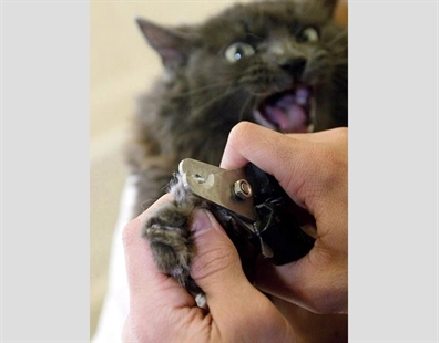 Nova Scotia becomes first Canadian province to ban declawing of cats | iNFOnews.ca Nova Scotia becomes first Canadian province to ban declawing of cats | iNFOnews.ca