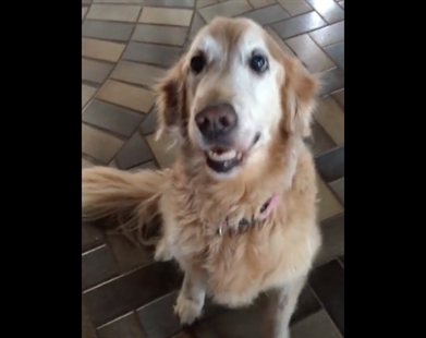 TRENDING NOW: Golden retriever reacts to cancer news | iNFOnews.ca TRENDING NOW: Golden retriever reacts to cancer news | iNFOnews.ca