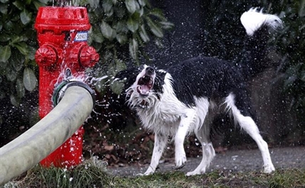 Answer to cities' parking woes could be found at fire hydrants: fire chief | iNFOnews.ca