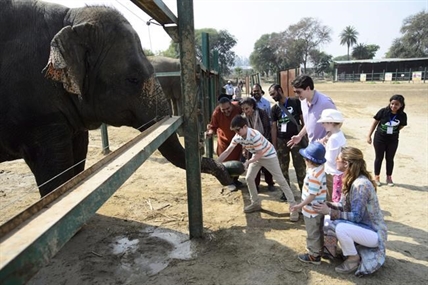 Canada should ban trade in elephant ivory, says animal rights group | iNFOnews.ca