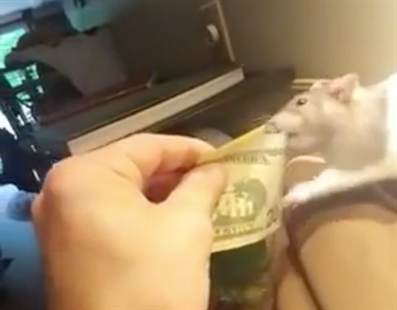 TRENDING NOW: You dirty rat | iNFOnews.ca