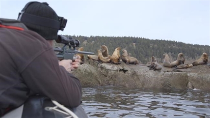 Rescue in the works for B.C. sea lion with thick plastic band around its neck | iNFOnews.ca Rescue in the works for B.C. sea lion with thick plastic band around its neck | iNFOnews.ca