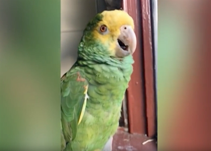 TRENDING NOW: Please give the parrot some ice cream | iNFOnews.ca TRENDING NOW: Please give the parrot some ice cream | iNFOnews.ca
