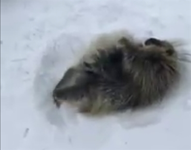 TRENDING NOW: Stuck porcupine gets a little help | iNFOnews.ca TRENDING NOW: Stuck porcupine gets a little help | iNFOnews.ca