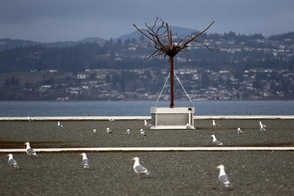 B.C. port hopes to reduce gull poop by attracting eagles to fake tree | iNFOnews.ca
