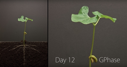 TRENDING NOW: Bean Time Lapse | iNFOnews.ca