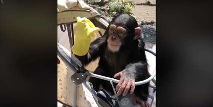 TRENDING NOW: Baby chimp snaps on rubber glove | iNFOnews.ca