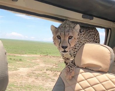 TRENDING NOW: There's a cheetah in my SUV | iNFOnews.ca