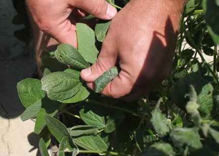 Chinese tariffs on U.S. soybeans will cause global disruption, says Soy Canada | iNFOnews.ca