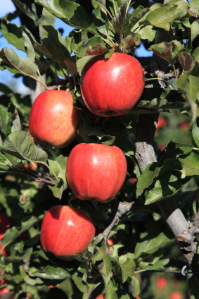 Gift of Okanagan apples puts smile on Saskatoon woman’s face | iNFOnews.ca Gift of Okanagan apples puts smile on Saskatoon woman’s face | iNFOnews.ca