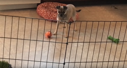 TRENDING NOW: Dogs can make some weird sounds | iNFOnews.ca