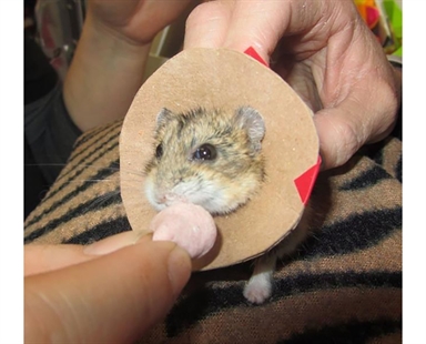 P.E.I. vet performs career first in operation on 50-gram dwarf hamster | iNFOnews.ca