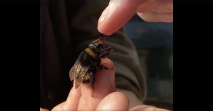 TRENDING NOW: Bee will eat right from your hand | iNFOnews.ca