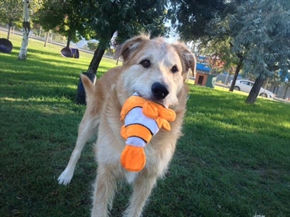 InfoTel Tails: Forever homes wanted | iNFOnews.ca InfoTel Tails: Forever homes wanted | iNFOnews.ca