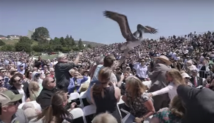 TRENDING NOW: Pesky pelicans invade university grad | iNFOnews.ca