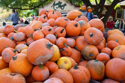 PHOTOS: Davison Orchards at Thanksgiving | iNFOnews.ca PHOTOS: Davison Orchards at Thanksgiving | iNFOnews.ca