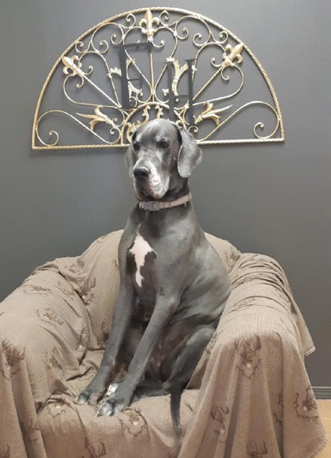 A new experience awaits pets in the South Okanagan | iNFOnews.ca