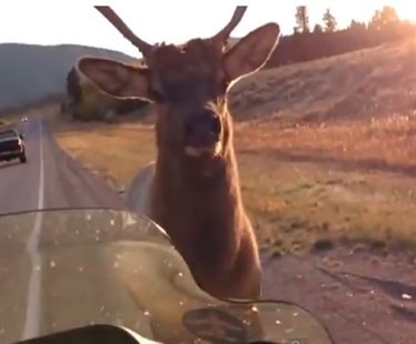 Never, never, never tick off an elk | iNFOnews.ca Never, never, never tick off an elk | iNFOnews.ca