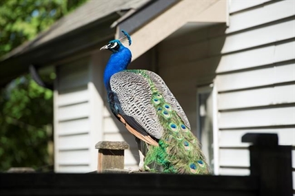Feral peacocks ruffle feathers in B.C. neighbourhood | iNFOnews.ca Feral peacocks ruffle feathers in B.C. neighbourhood | iNFOnews.ca