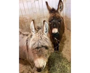 Displaced livestock shepherded to safety amid New Brunswick flooding | iNFOnews.ca