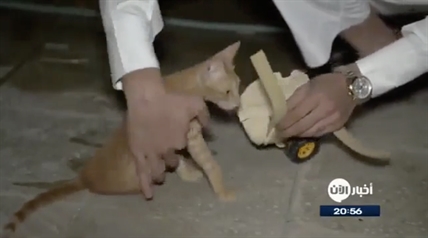 TRENDING NOW: Man helps cat run and play again with prosthetic device | iNFOnews.ca