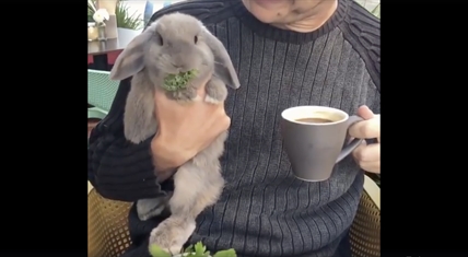 TRENDING NOW: Breakfast with a bunny | iNFOnews.ca