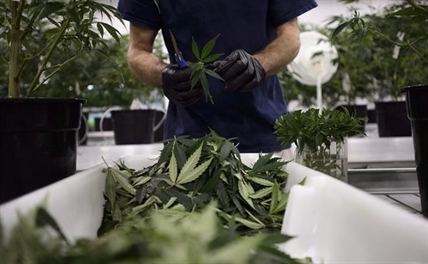 Canadian pot growers say marijuana byproduct a wasted opportunity for industry | iNFOnews.ca Canadian pot growers say marijuana byproduct a wasted opportunity for industry | iNFOnews.ca