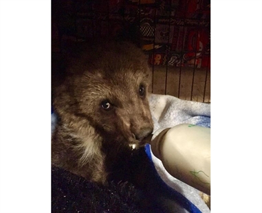 Alberta Fish and Wildlife officers kill grizzly bear cub near Grande Cache | iNFOnews.ca