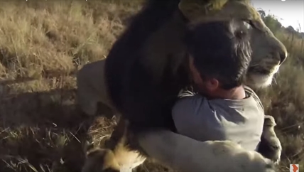 TRENDING NOW: Lion is man's best friend | iNFOnews.ca