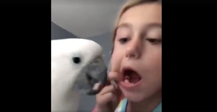 TRENDING NOW: Bird pulls out a tooth | iNFOnews.ca