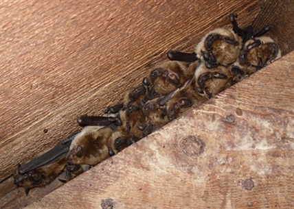 British Columbian vacationers asked to watch for stowaway bats hitching a ride | iNFOnews.ca