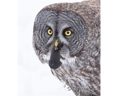 Experts warn against baiting, harassing wildlife for Instagram-worthy photos | iNFOnews.ca