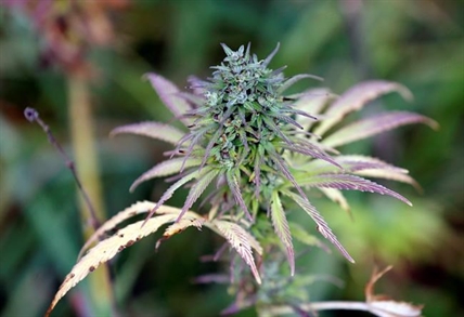 Oregon's flooded recreational pot market a cautionary tale: economists | iNFOnews.ca Oregon's flooded recreational pot market a cautionary tale: economists | iNFOnews.ca