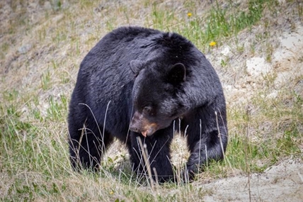Black bear kills dog that jumped out car window in Jasper National Park | iNFOnews.ca Black bear kills dog that jumped out car window in Jasper National Park | iNFOnews.ca