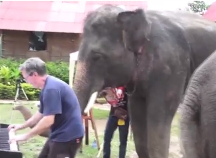 Dancing like an elephant | iNFOnews.ca