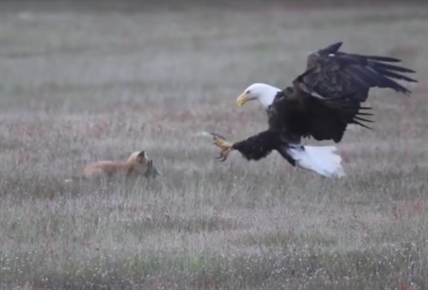 TRENDING NOW: Eagle fights fox for rabbit | iNFOnews.ca