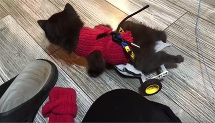 Stray, disabled kitten using Lego wheelchair to scoot around with littermates | iNFOnews.ca