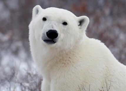 World's southern-most polar bears now declining after years of stability: survey | iNFOnews.ca