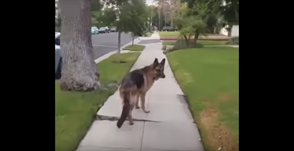 TRENDING NOW: German shepherd realizes owner isn't walking behind him anymore | iNFOnews.ca