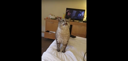 TRENDING NOW: Cat sneeze | iNFOnews.ca