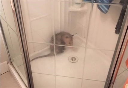 Police capture opossum that wasn't happy to leave shower in B.C. home | iNFOnews.ca Police capture opossum that wasn't happy to leave shower in B.C. home | iNFOnews.ca