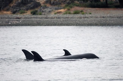 Orca pod cruises through Victoria's Inner Harbour during hour-long visit | iNFOnews.ca Orca pod cruises through Victoria's Inner Harbour during hour-long visit | iNFOnews.ca