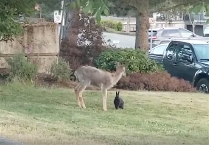 TRENDING NOW: Bambi meets Thumper in real life | iNFOnews.ca