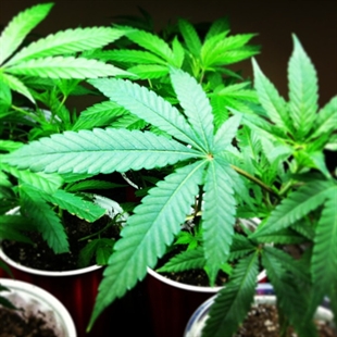 A cautionary tale for marijuana farmers | iNFOnews.ca A cautionary tale for marijuana farmers | iNFOnews.ca