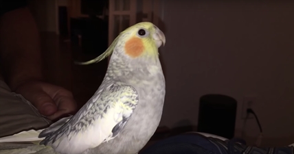 TRENDING NOW: Cockatiel sings ringtone when upset | iNFOnews.ca