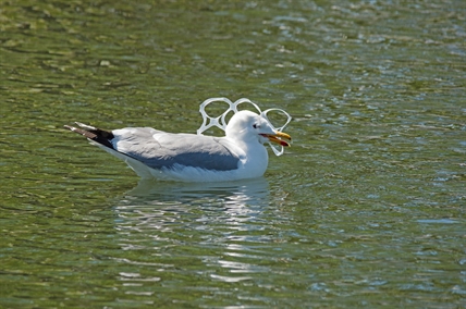 B.C. aims to recycle difficult plastic: six-pack rings, chip bags, crinkly wraps | iNFOnews.ca