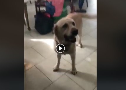 TRENDING NOW: Dog opens door for locked out owner | iNFOnews.ca TRENDING NOW: Dog opens door for locked out owner | iNFOnews.ca