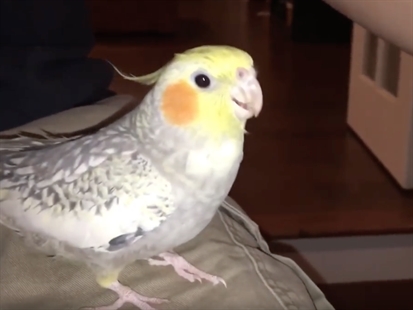 TRENDING NOW: Bird sings Apple ringtone | iNFOnews.ca