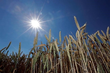 Japan halts wheat imports after genetically modified wheat found in Alberta | iNFOnews.ca